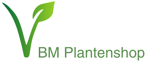 Voor type Eenzaamheid Okkernoot BM Plantenshop – Dé webshop voor plantjes en fijne kruiden